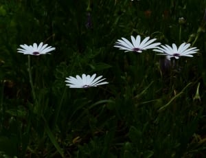 4 white petaled flowers thumbnail