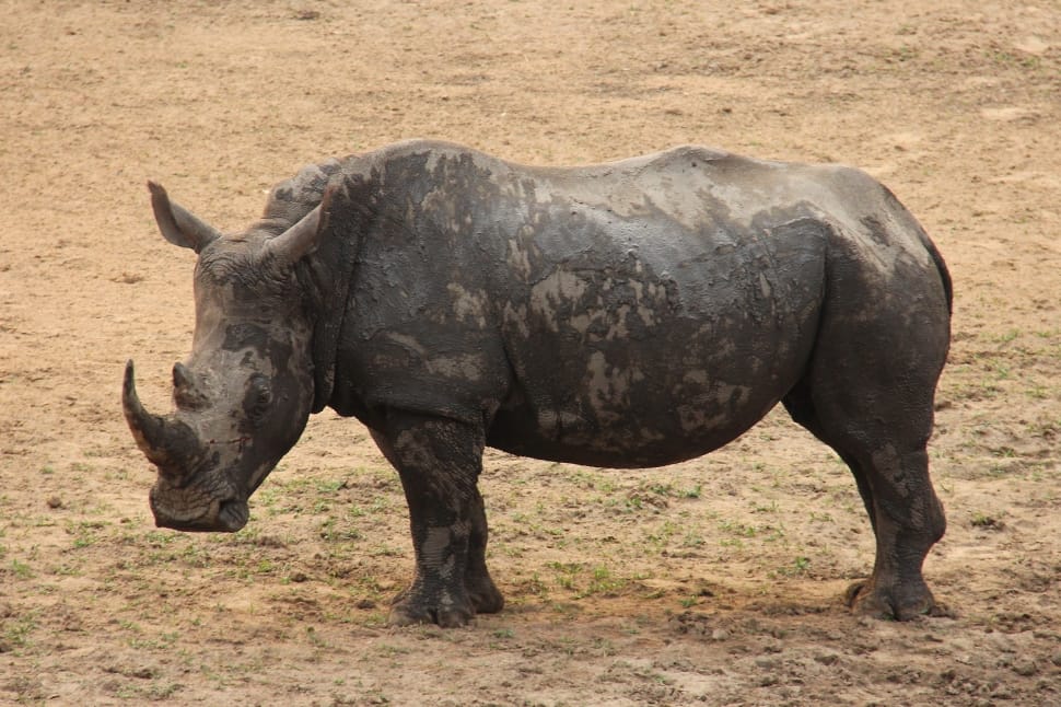 black rhinoceros preview