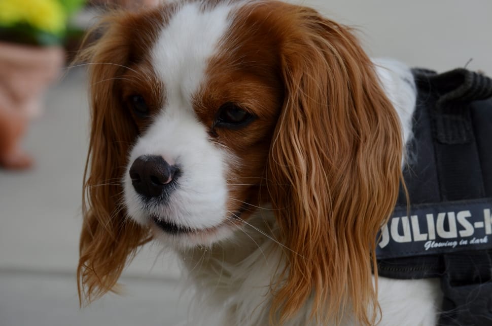 tan and black Cavalier king charles spaniel preview