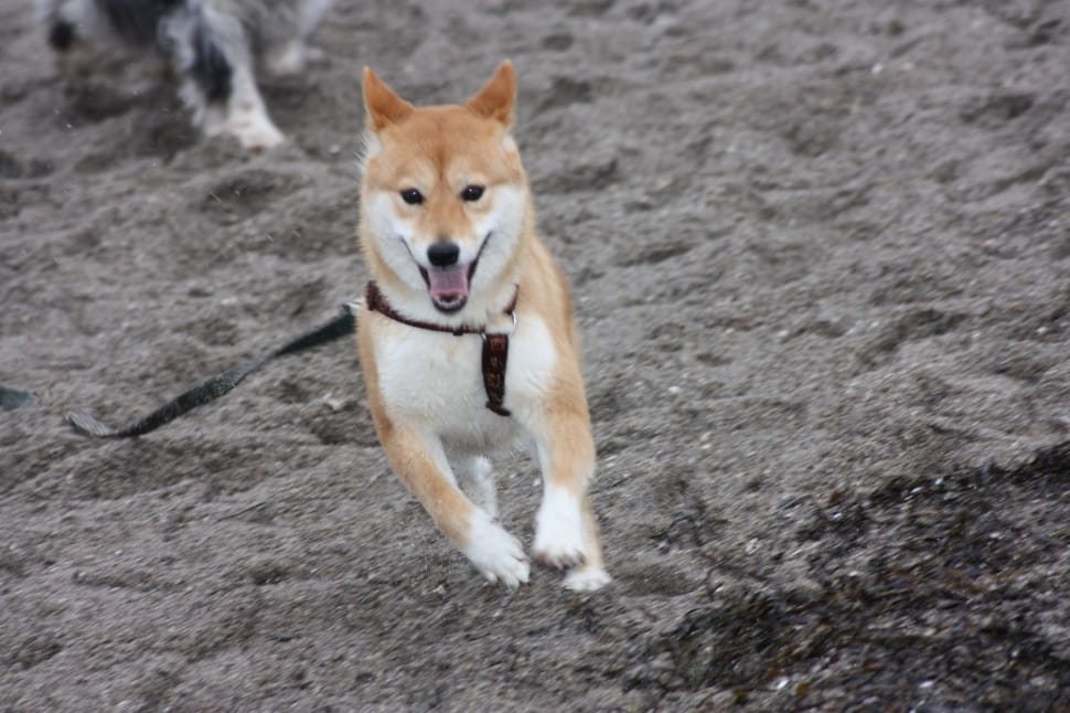 tan and white shiba inu preview