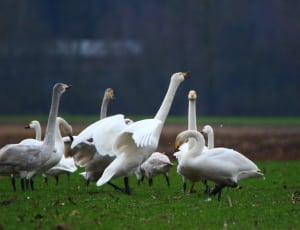 flock of white swan thumbnail
