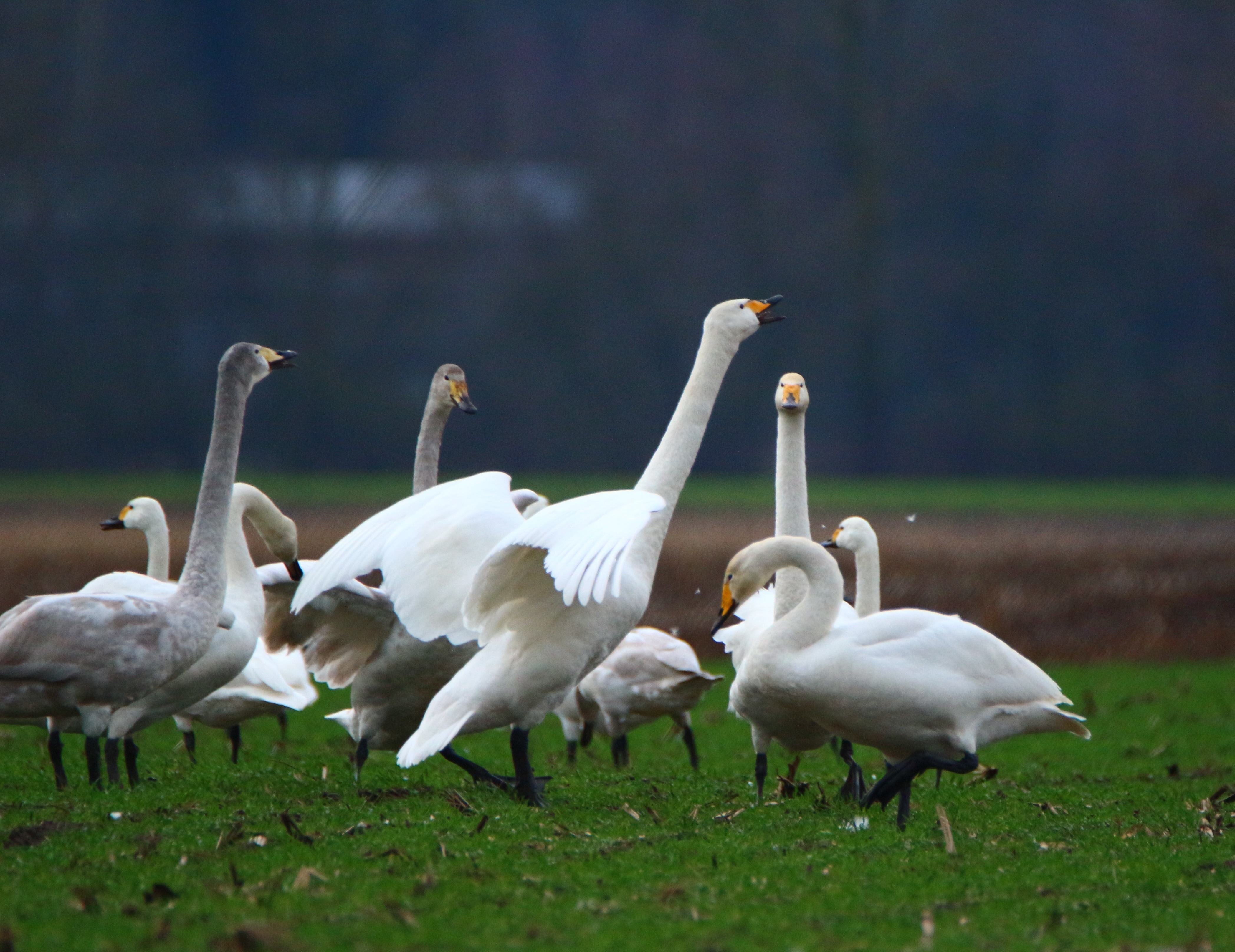 flock of white swan