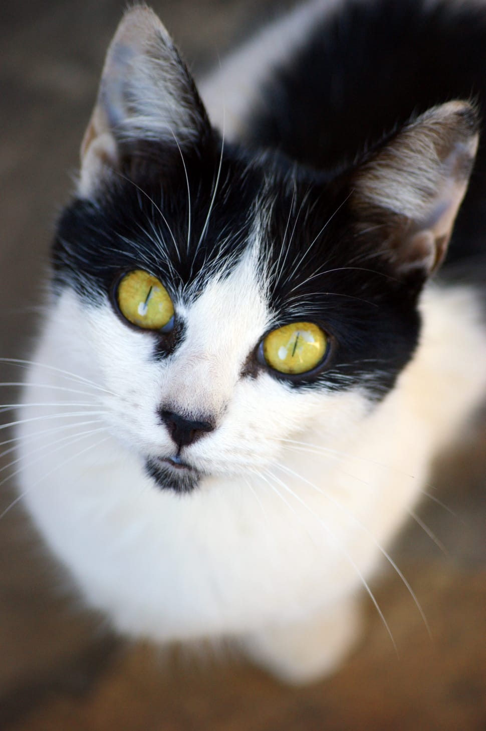 Cat, Cat Face, Head, Pet, Cat'S Eyes, domestic cat, pets preview