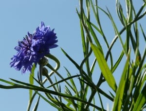 purple clustered flower with green leaves thumbnail