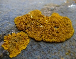 yellow moss thumbnail