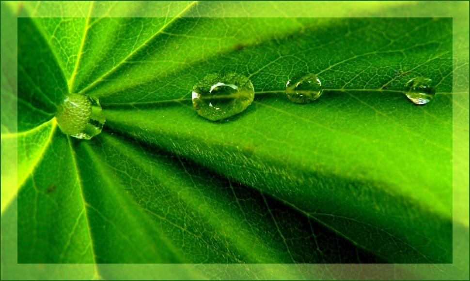 water droplet on green plant leaf preview