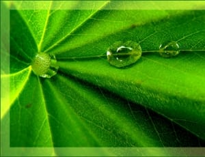 water droplet on green plant leaf thumbnail
