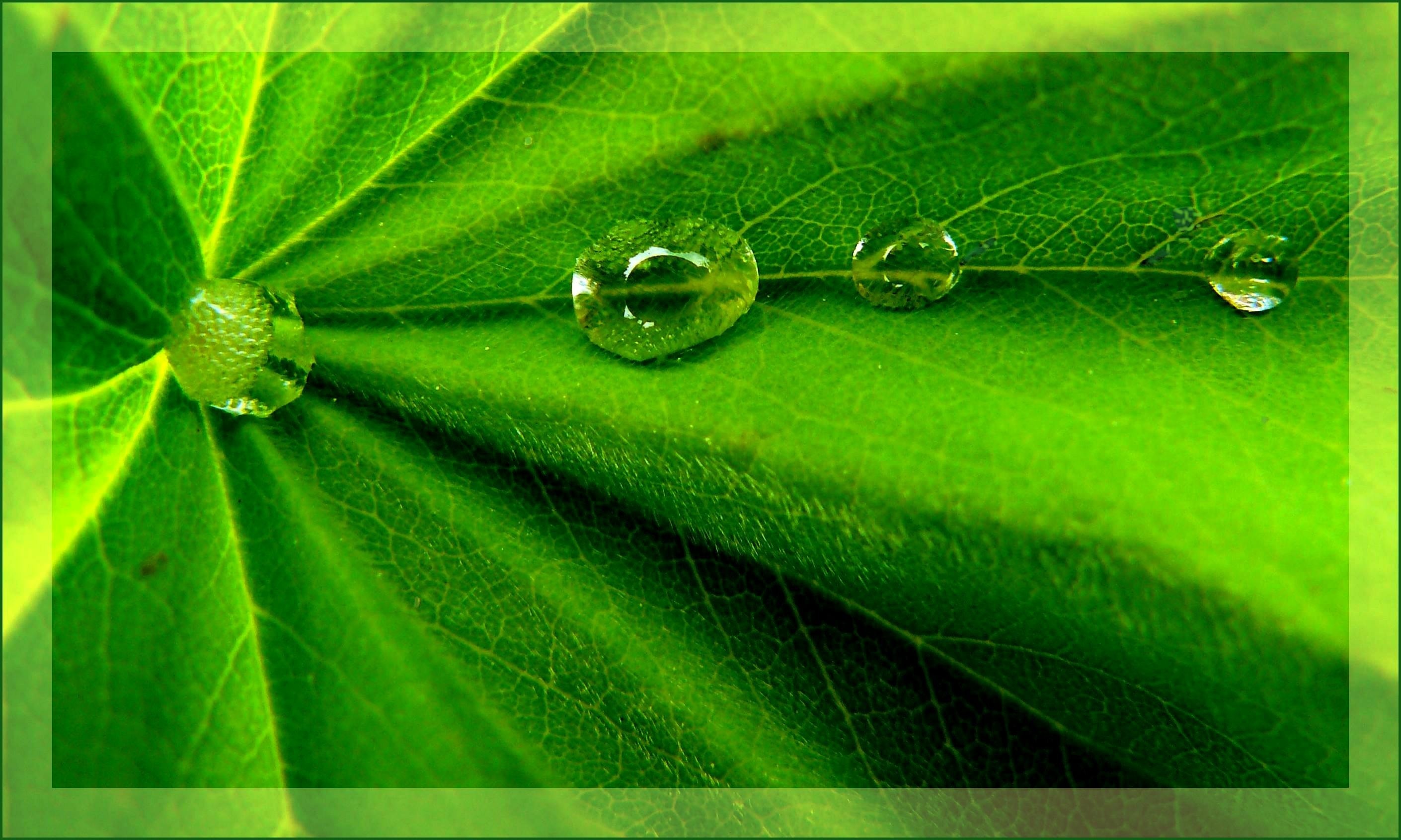 water droplet on green plant leaf
