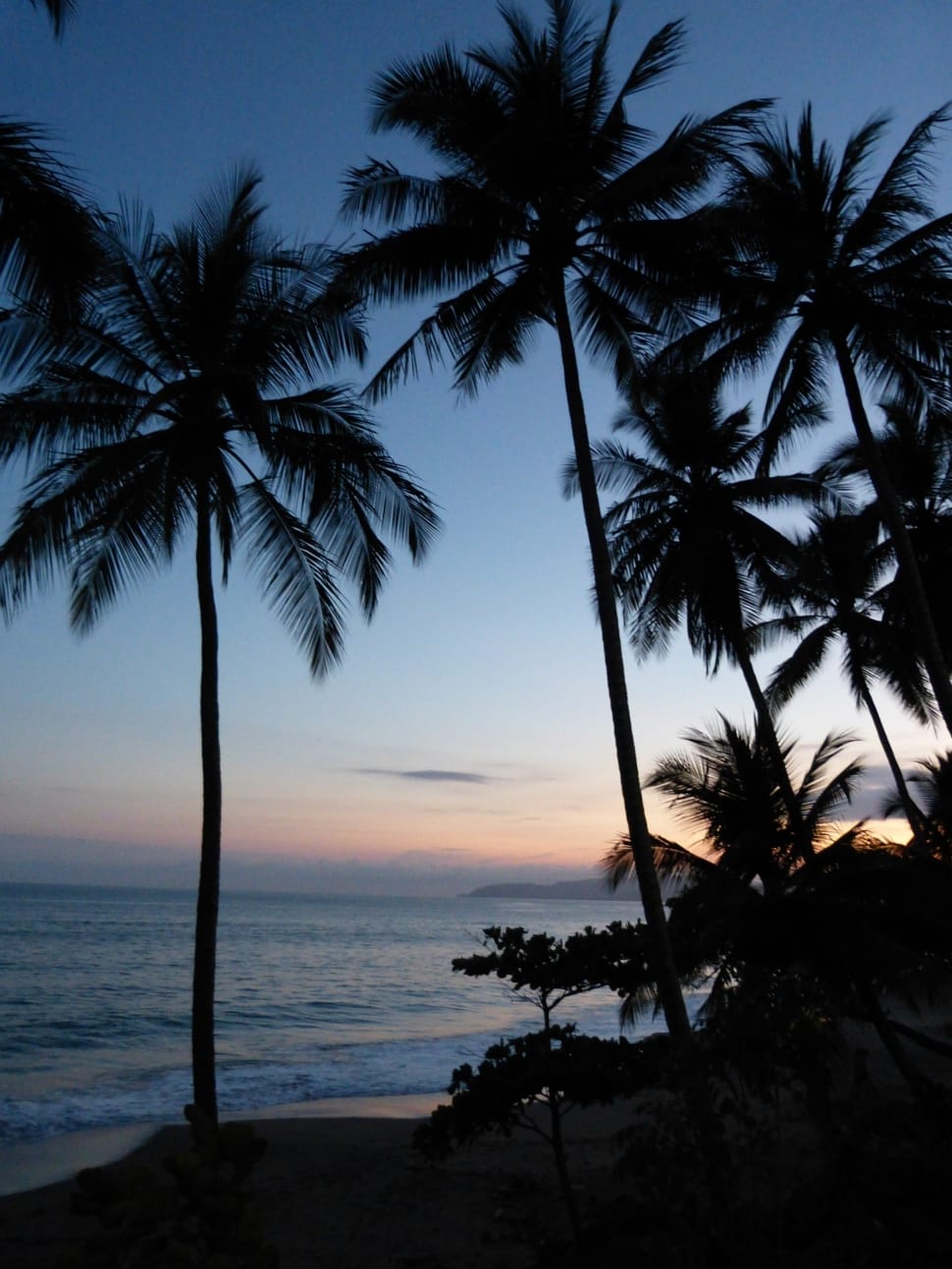 palm tree lot preview