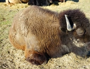 brown bison thumbnail