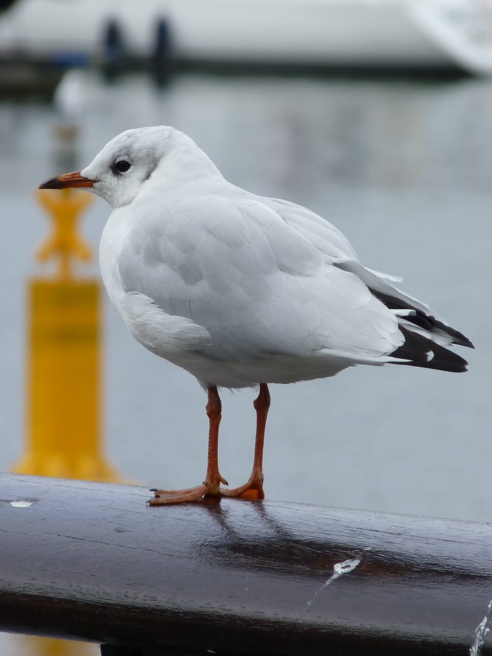 white feathered seagull on grip bar preview