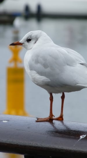 white feathered seagull on grip bar thumbnail