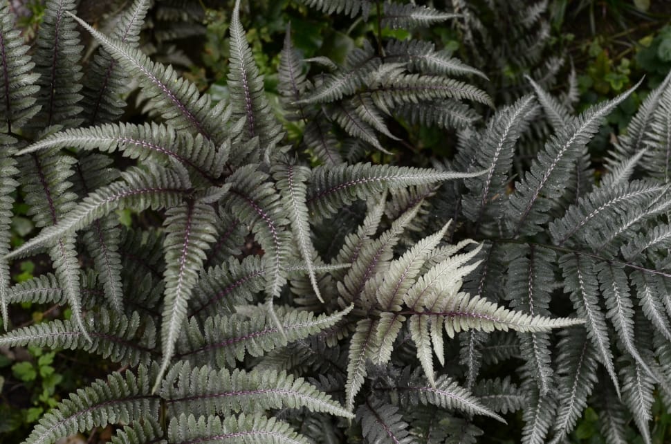 fern plant in focus photography preview