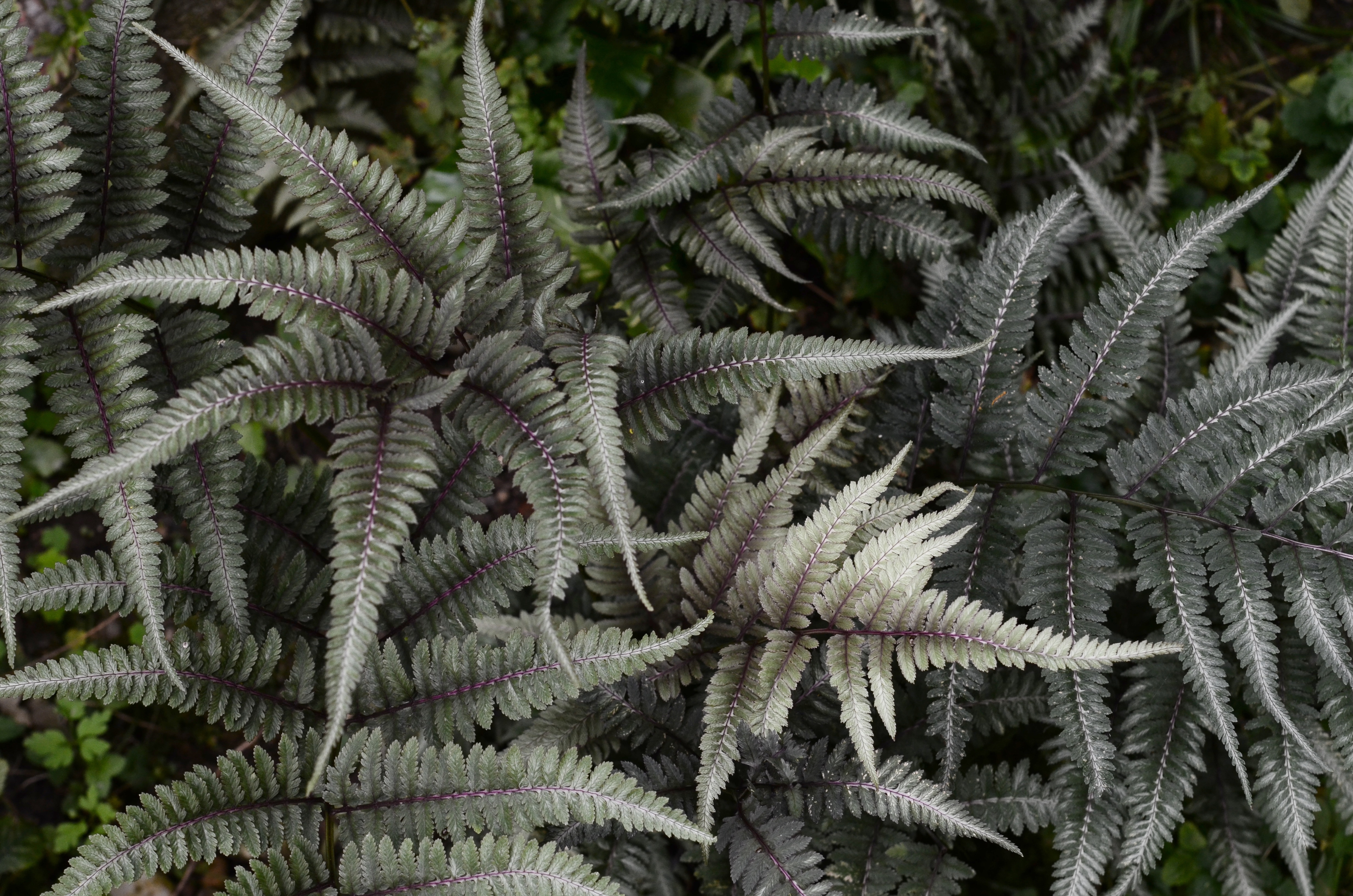 fern plant in focus photography