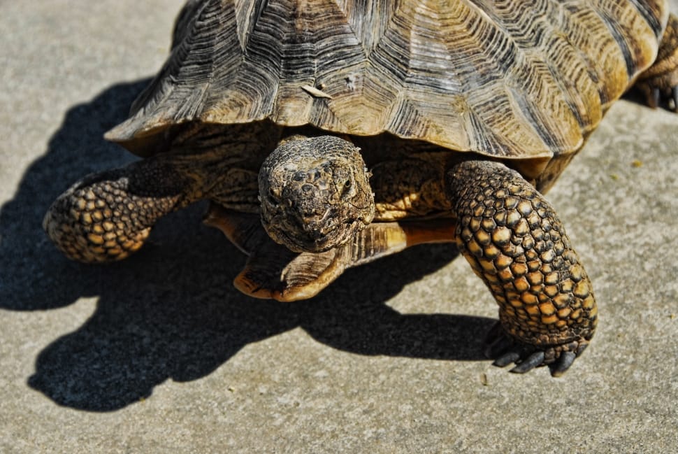 tortoise animal preview