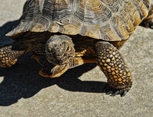 tortoise animal thumbnail