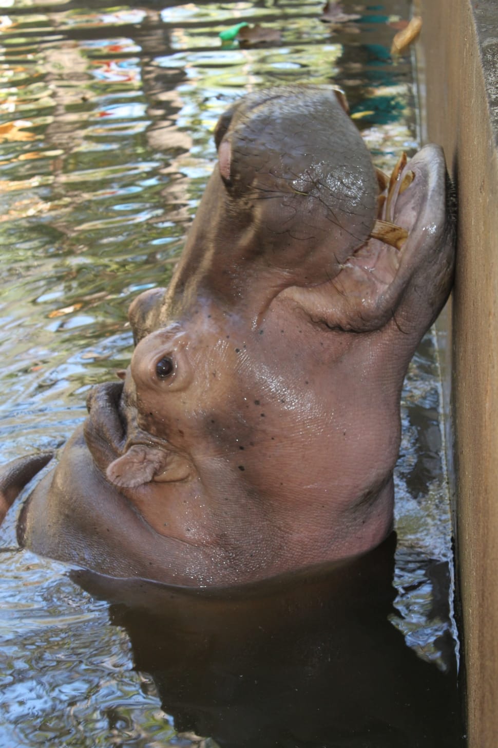 gray hippopotamus preview