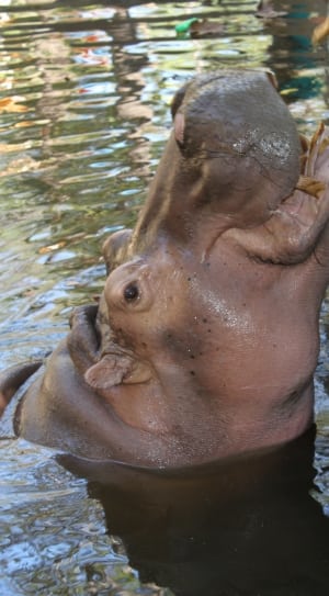 gray hippopotamus thumbnail