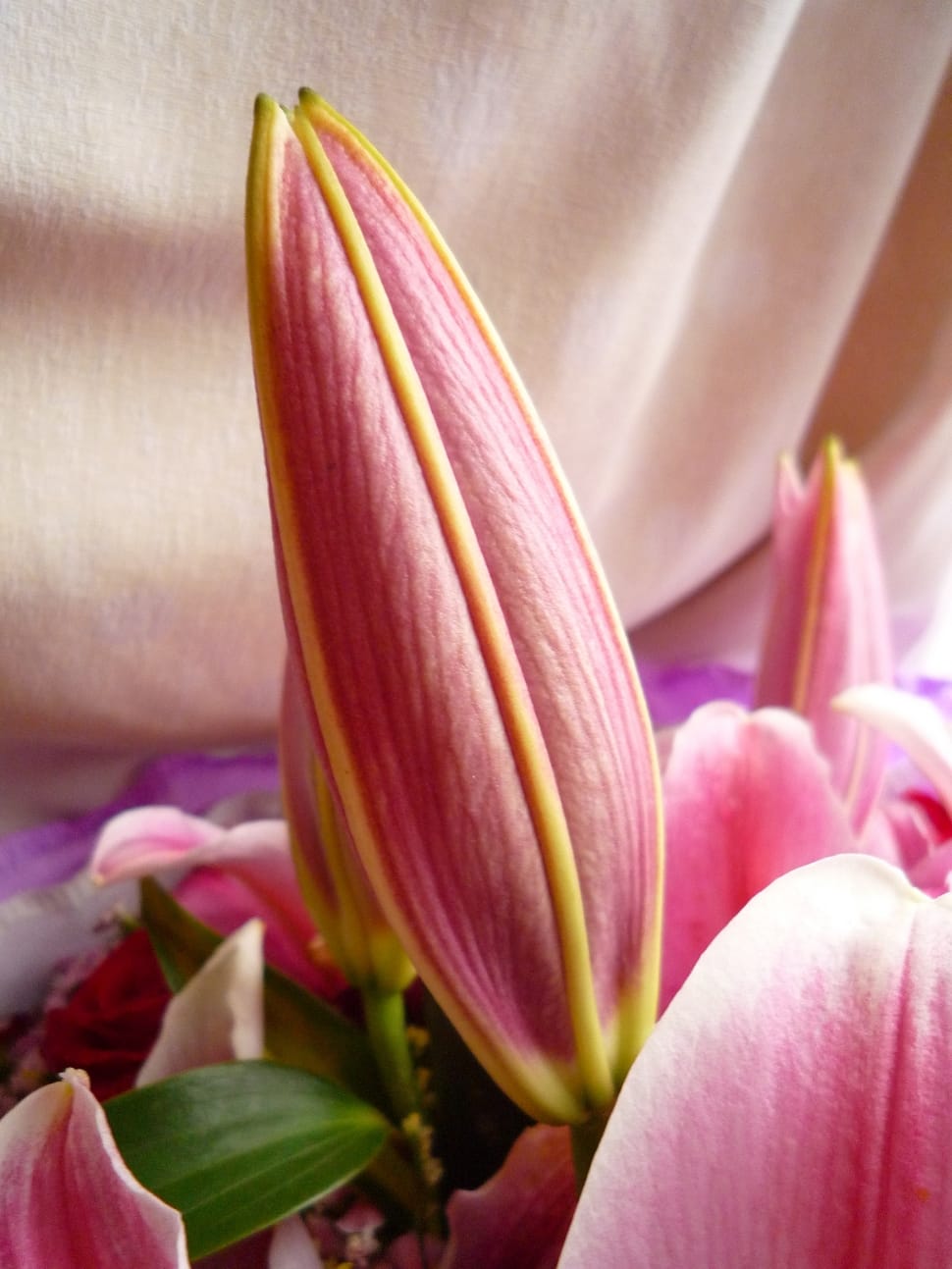 pink flower bud preview