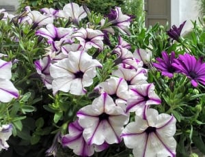 purple and white flower with green leaves thumbnail