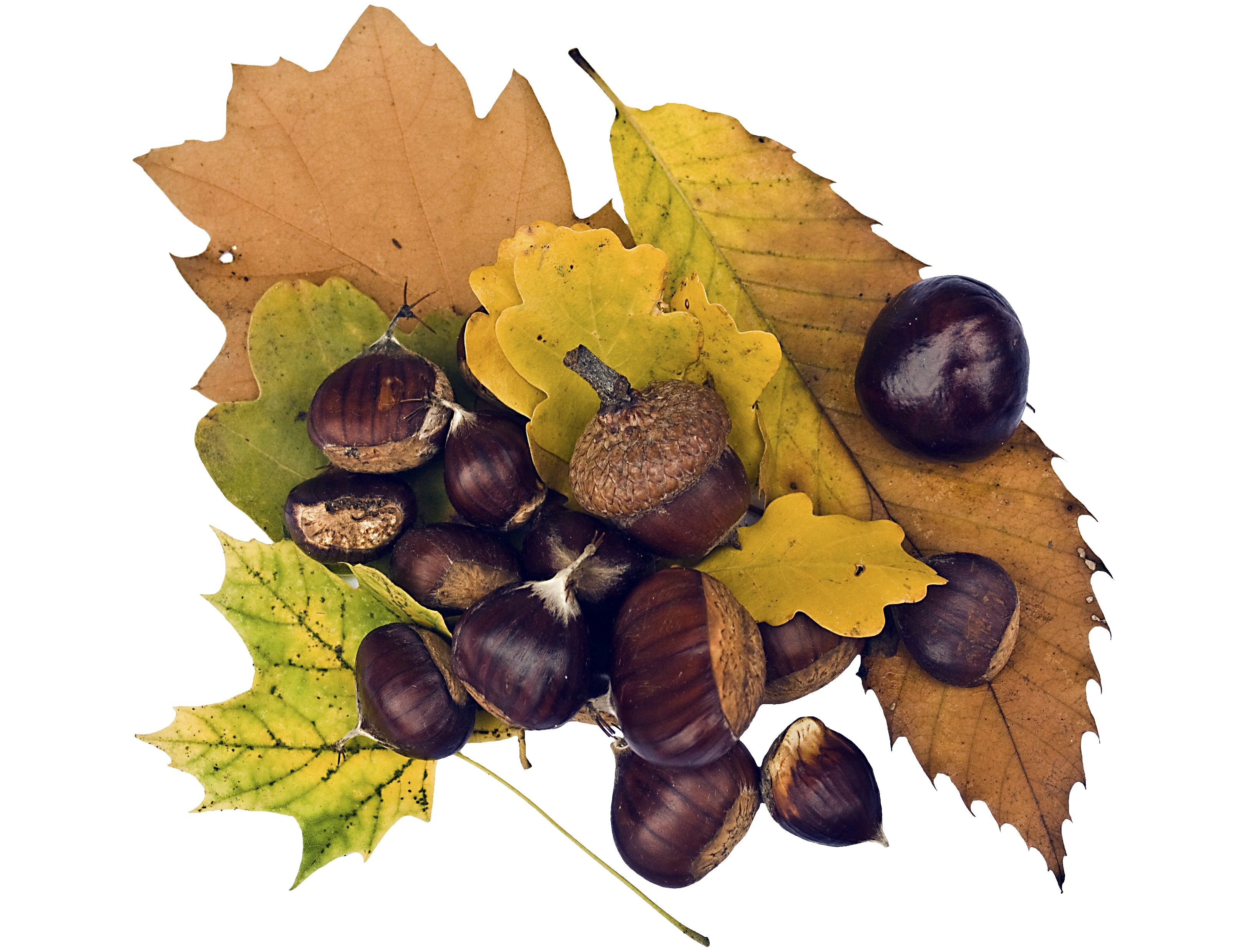 brown acorns and maple leaf