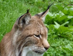 brown lynx cat thumbnail