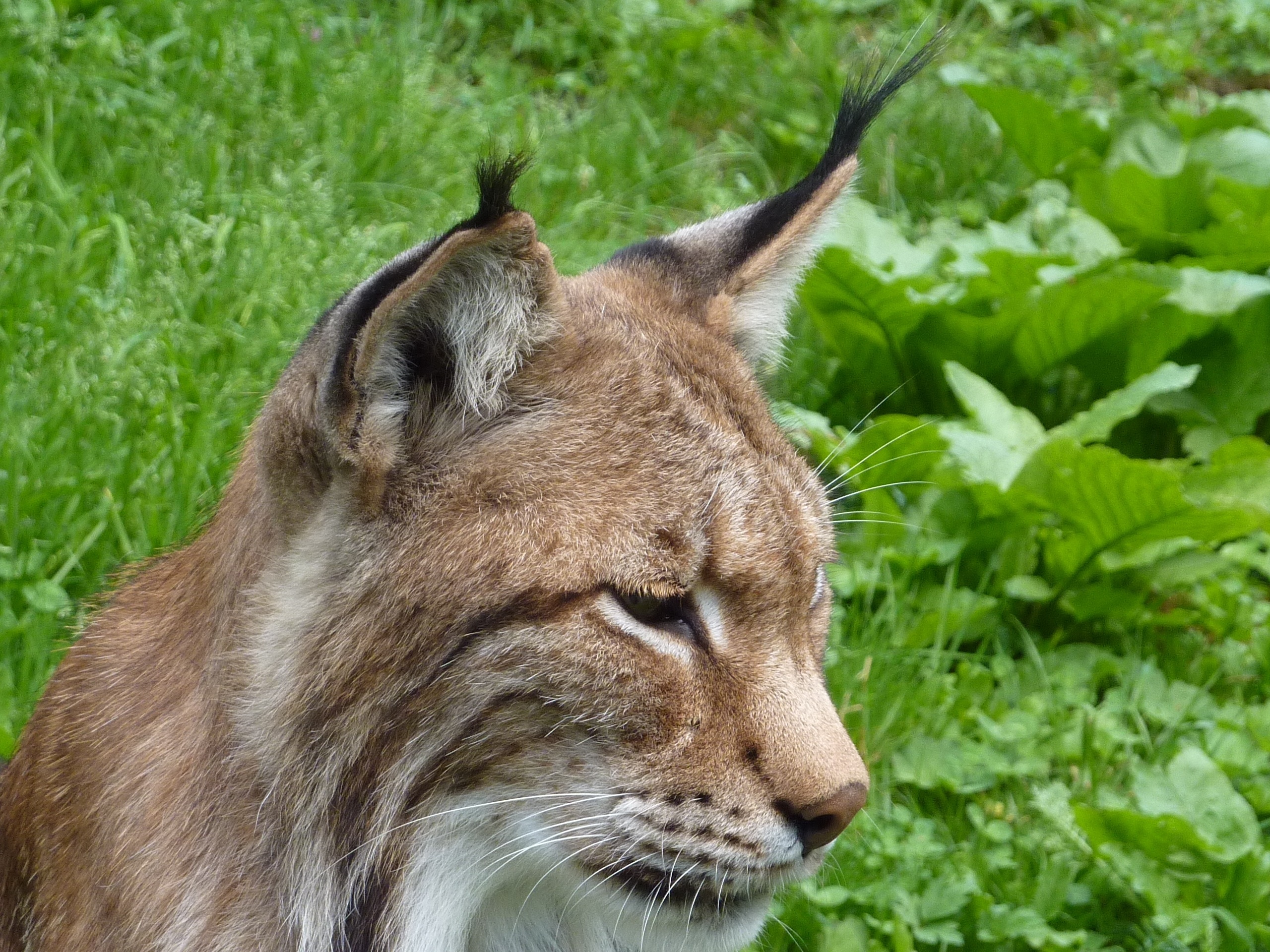 brown lynx cat