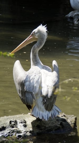 photo of white pelican on brown log near body of water thumbnail