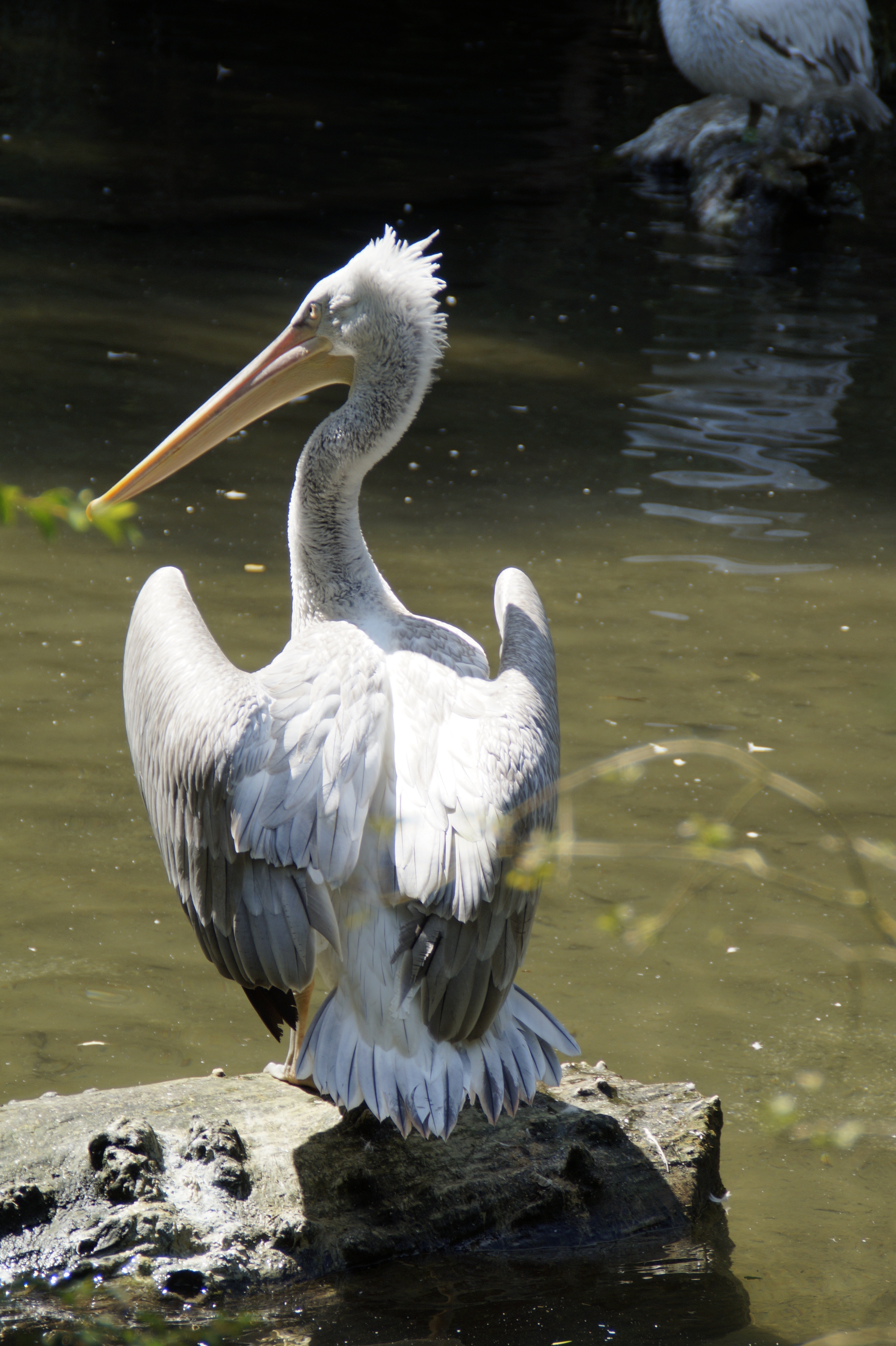 photo of white pelican on brown log near body of water