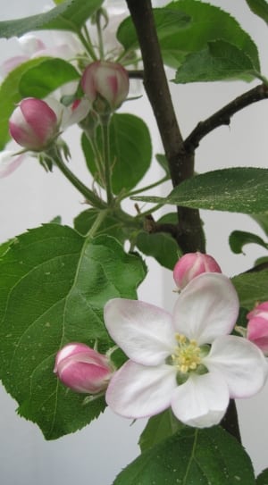 white 5 petaled flower plant thumbnail