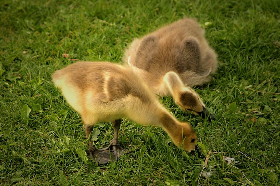 2 black and yellow ducklings preview