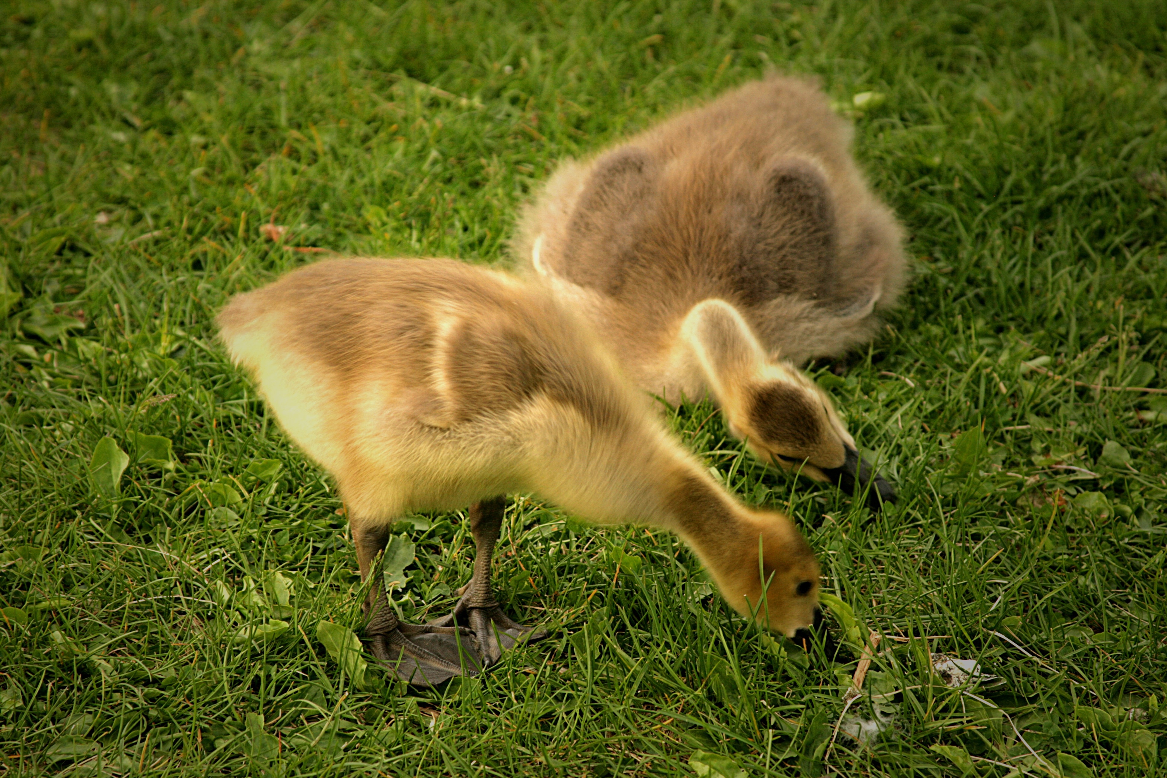 2 black and yellow ducklings