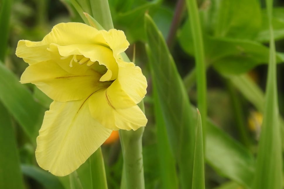 yellow trumpet petaled flower preview