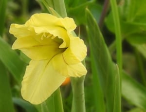 yellow trumpet petaled flower thumbnail