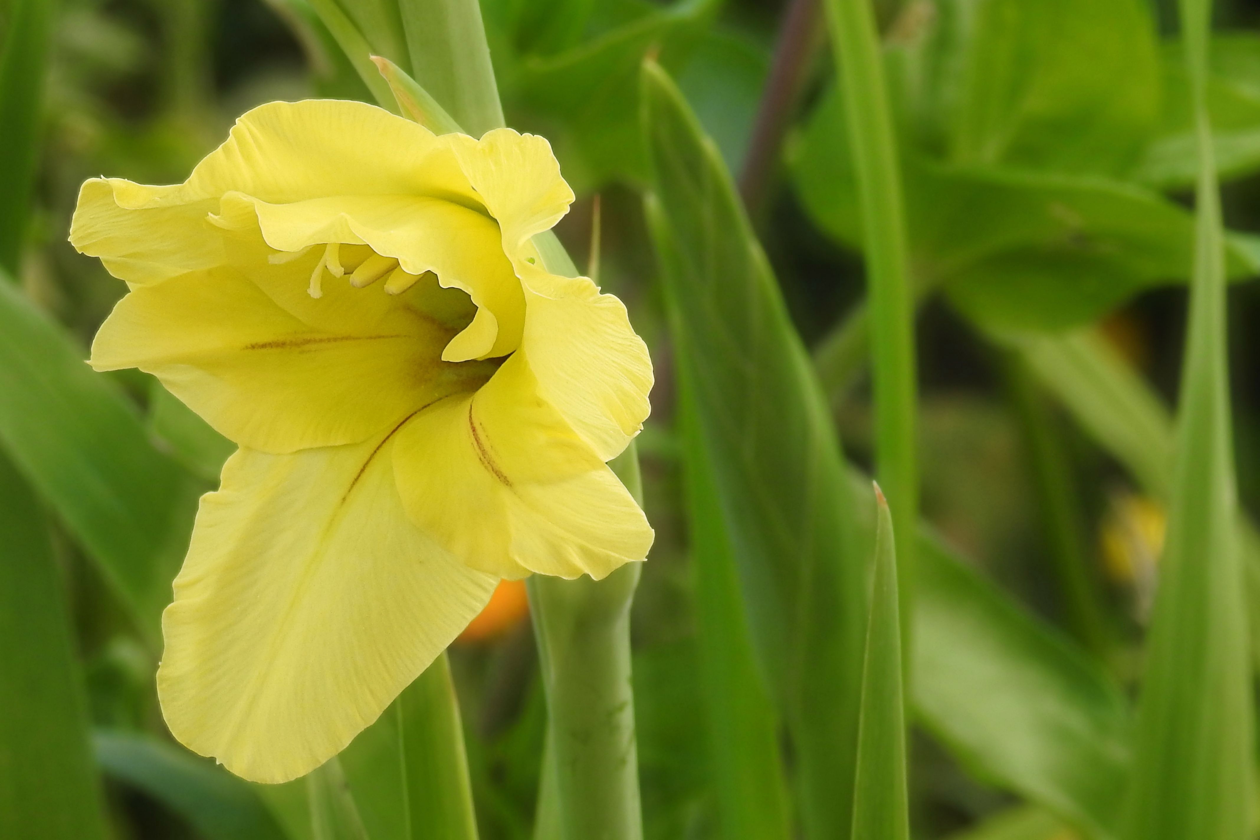 yellow trumpet petaled flower