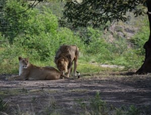 brown male and female lion thumbnail
