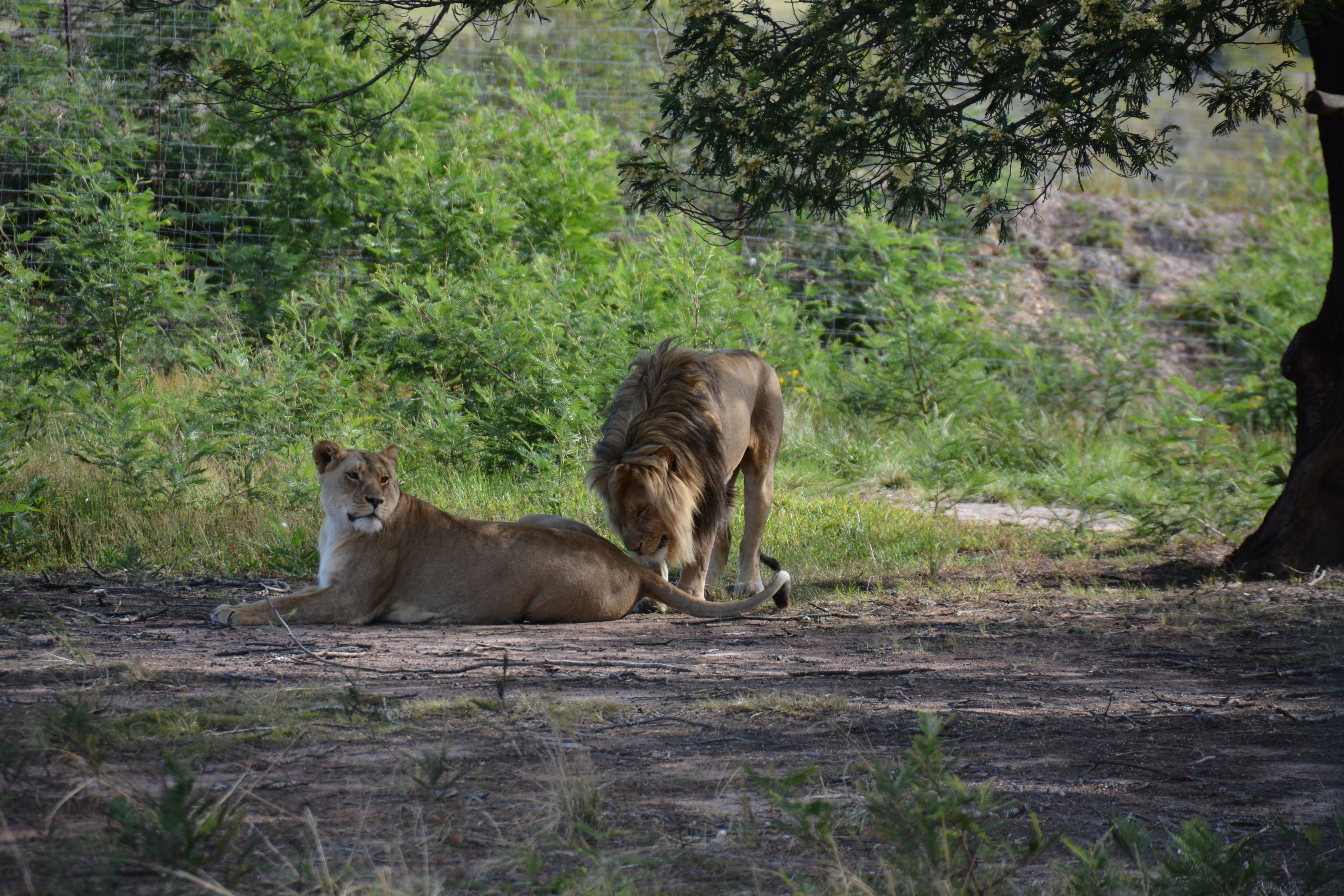 brown male and female lion