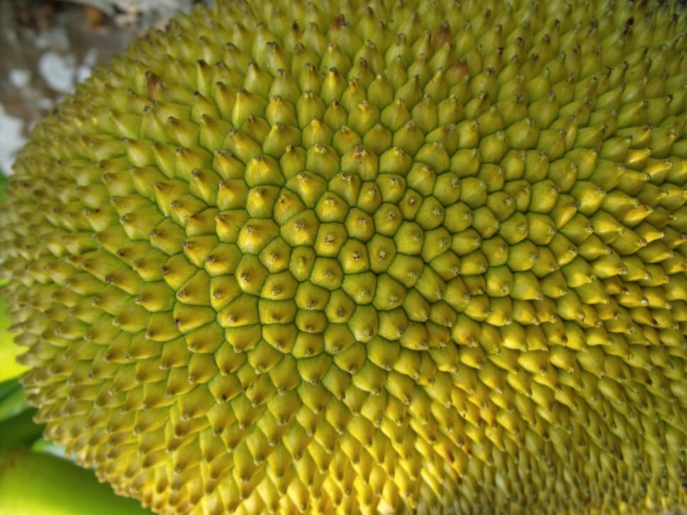 jack fruit preview