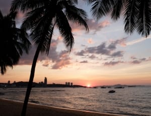 silhouette of coconut trees beside beach during sunset thumbnail