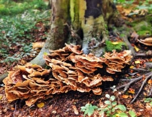 brown wild mushroom thumbnail