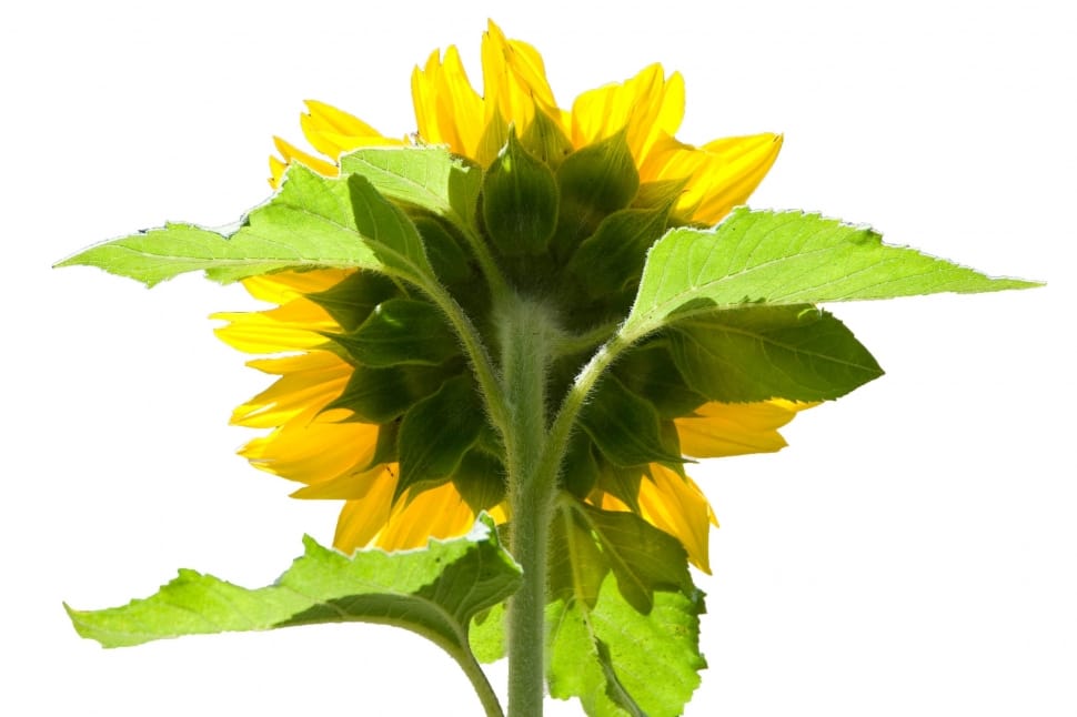 photo of Sunflower flower preview