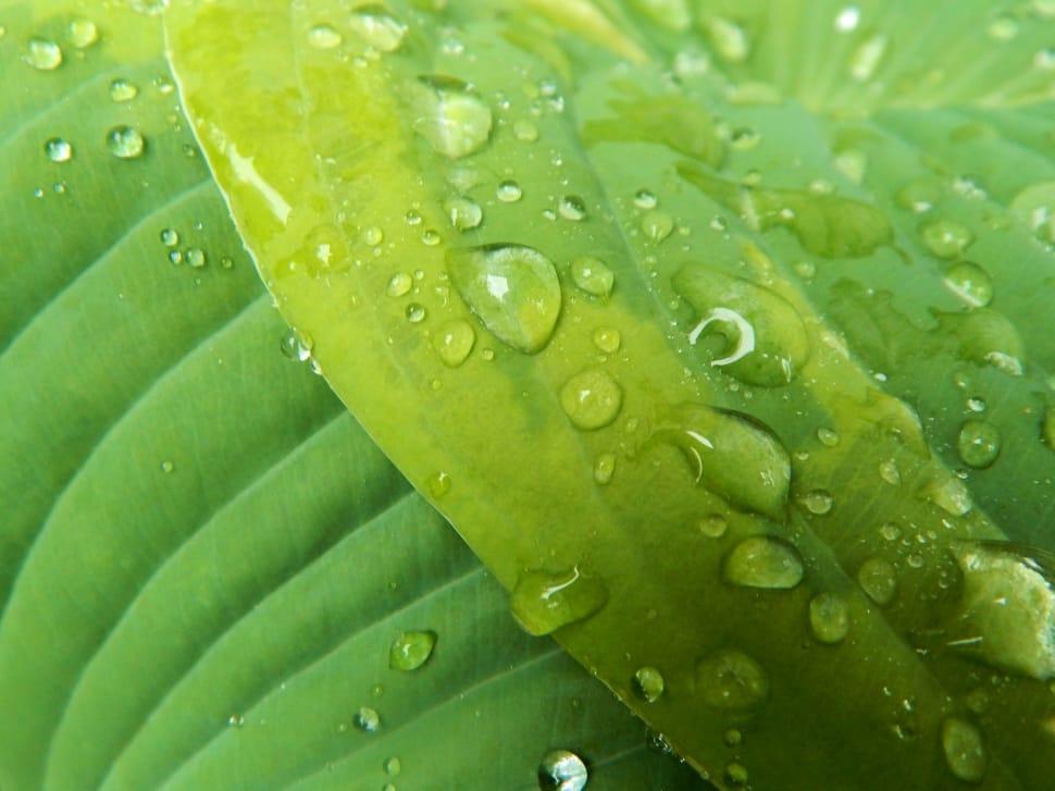macroscopic photography of water dew on green leaf preview