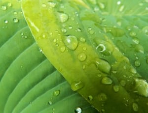 macroscopic photography of water dew on green leaf thumbnail