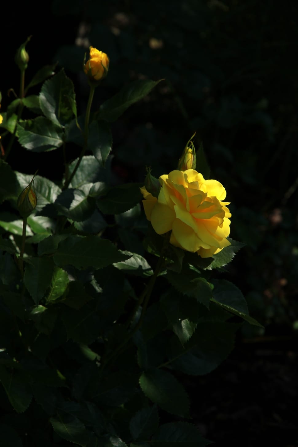 yellow petaled flower preview