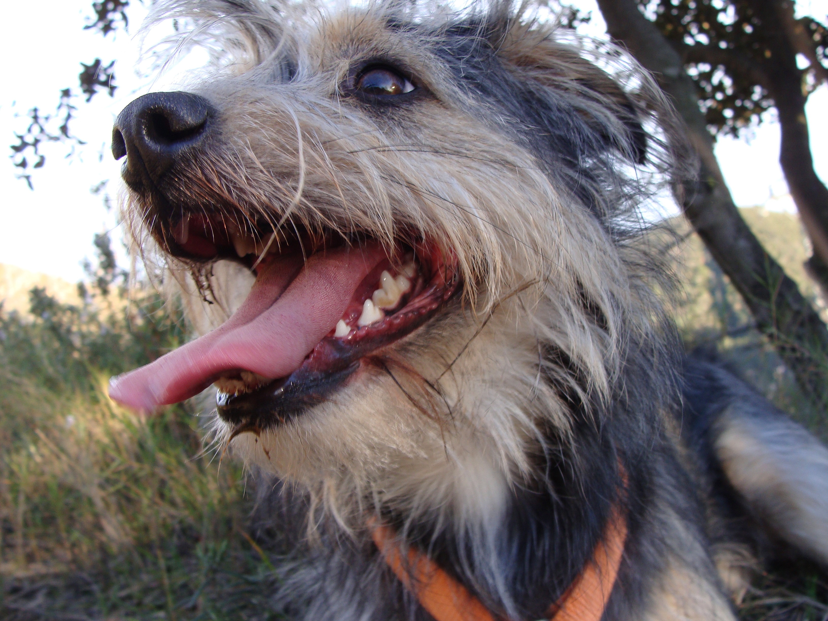 black and tan wirehaired medium sized dog free image Peakpx