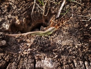 green and brown dotted lizard thumbnail