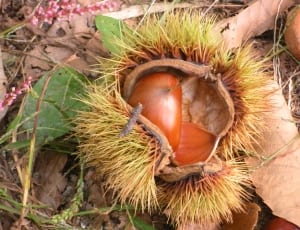 green and brown fruit thumbnail