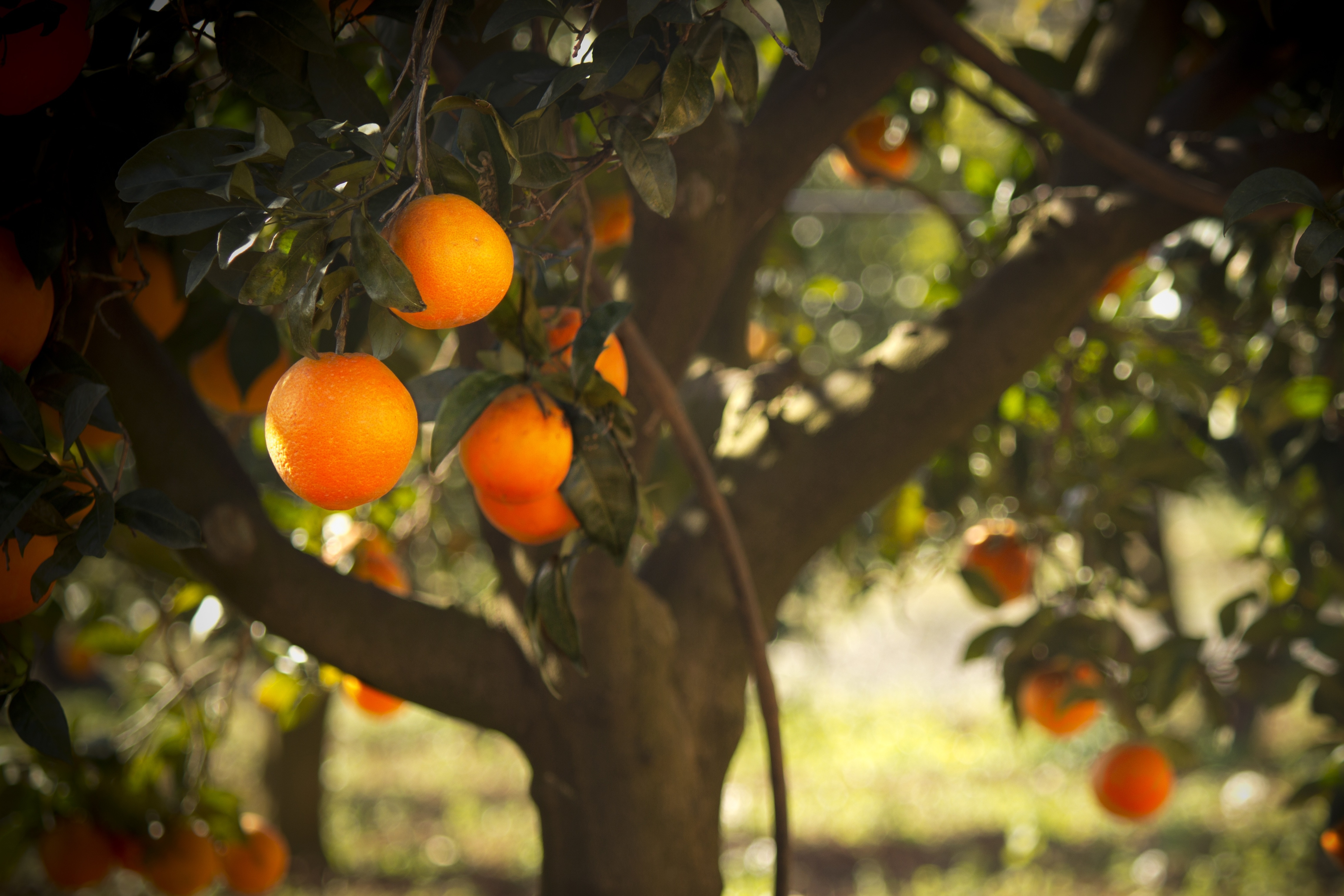 orange round citrus fruit