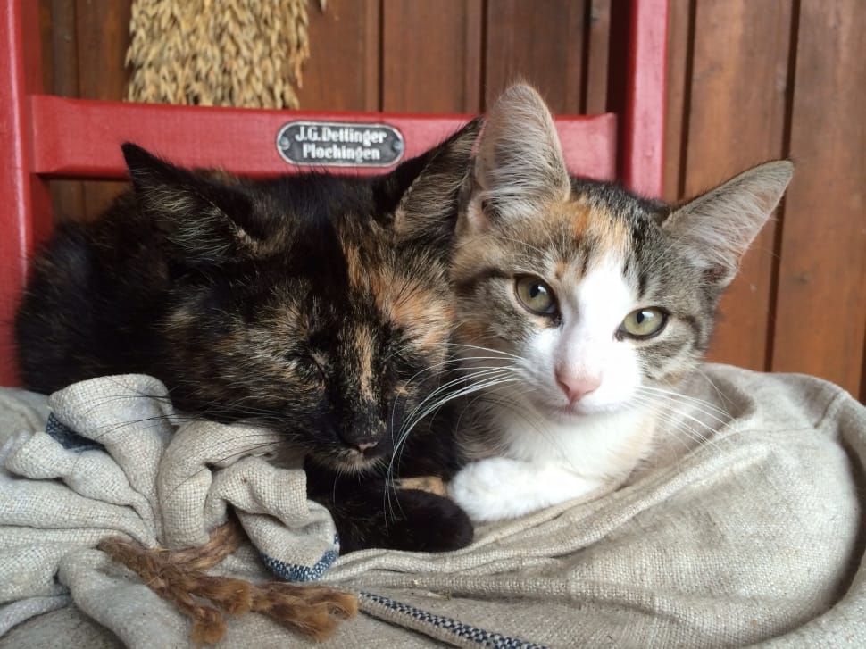 tortoiseshell cat preview
