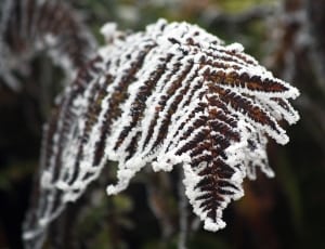 frozen fern plant thumbnail